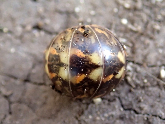 Glomeris intermedia? No, Glomeris cfr. klugii
